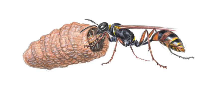 Les guêpes potières et maçonnes construisent d'étranges nids