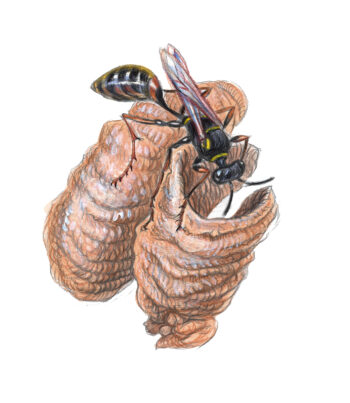 Les guêpes potières et maçonnes construisent d'étranges nids