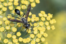 © Stéphane Vitzthum