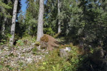 Une zone ensoleillée au pied d’un épicéa : le paradis pour les fourmis des bois !