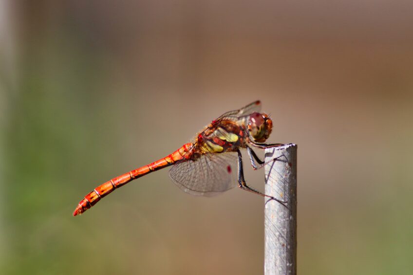 Libellule rouge - sympetrum