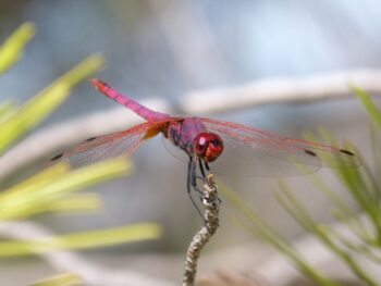 Trithemis annelé Trithemis annelé