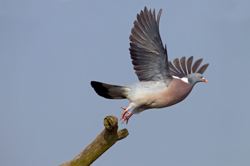 Pigeon ramier Pigeon ramier