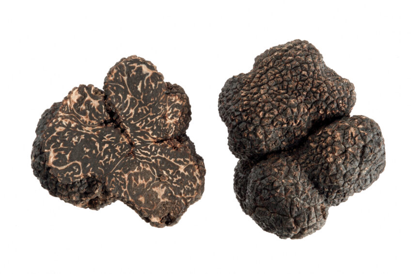 Truffe noire Truffe noire