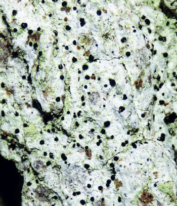 Bactrospora dryina  Bactrospora dryina - un lichen du chêne