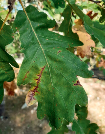 Anthracnose du chêne Anthracnose du chêne