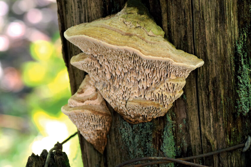 Dédalée du chêne Champignon dédalée du chêne