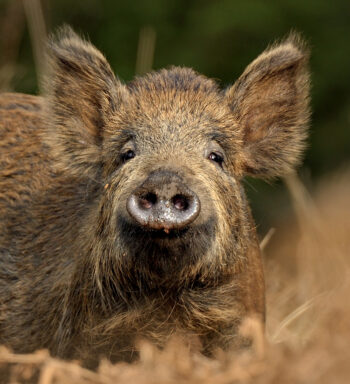 Sanglier