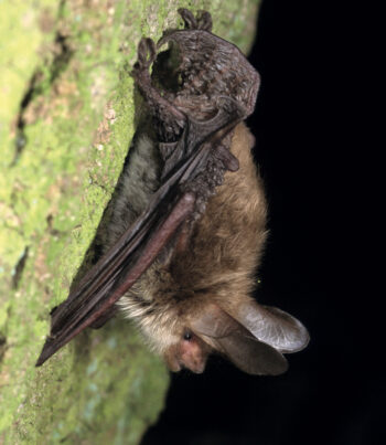 Murin de Bechstein Murin de Bechstein un habitant du chêne
