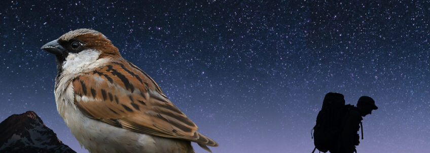 Nos amis sauvages moineau