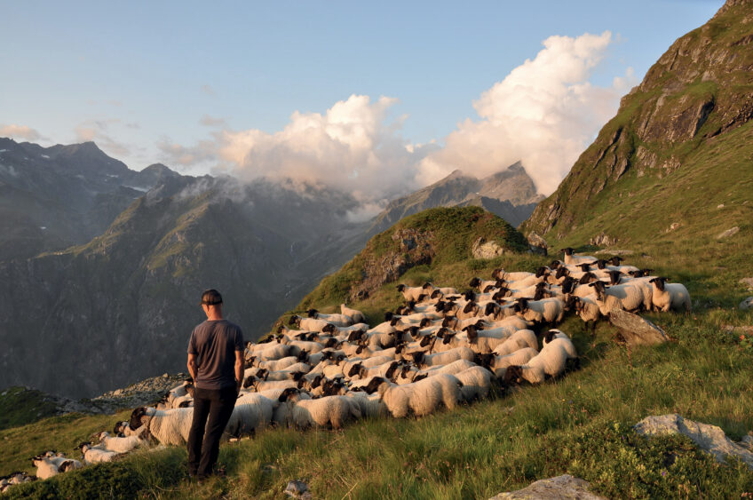 Loup, une association aide les bergers suisses à protéger les troupeaux
