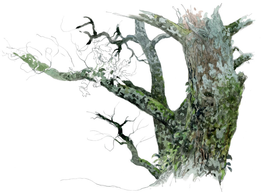 Chêne, une journée complète auprès de l'arbre en texte et en dessins