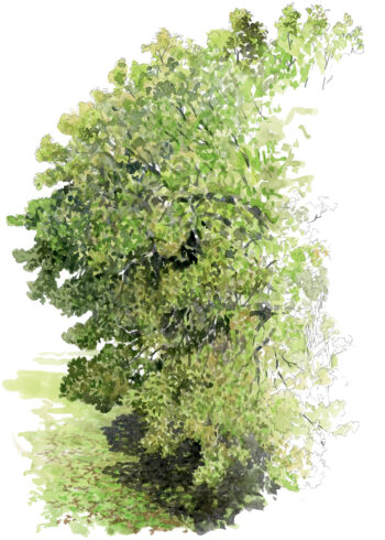 Chêne, une journée complète auprès de l'arbre en texte et en dessins