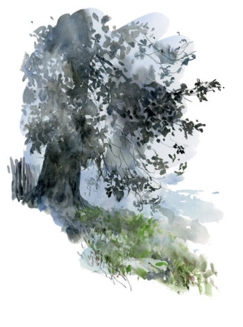 Chêne, une journée complète auprès de l'arbre en texte et en dessins