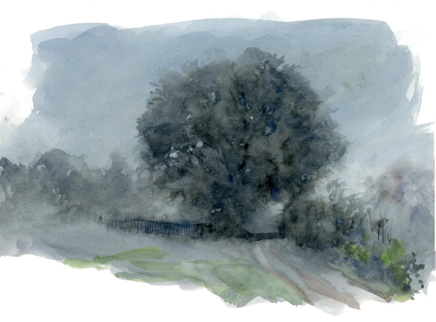 Chêne, une journée complète auprès de l'arbre en texte et en dessins