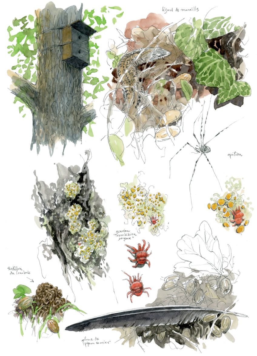 Chêne, une journée complète auprès de l'arbre en texte et en dessins