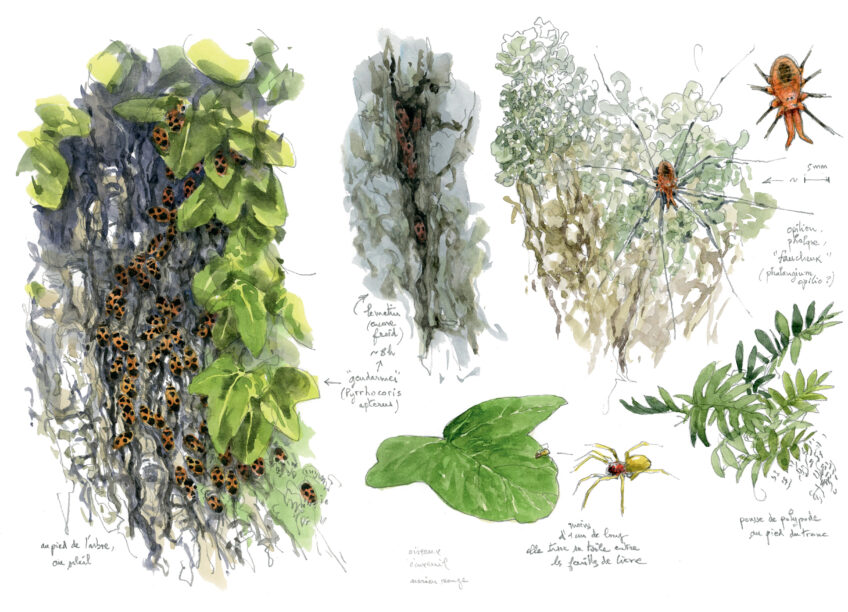 Chêne, une journée complète auprès de l'arbre en texte et en dessins