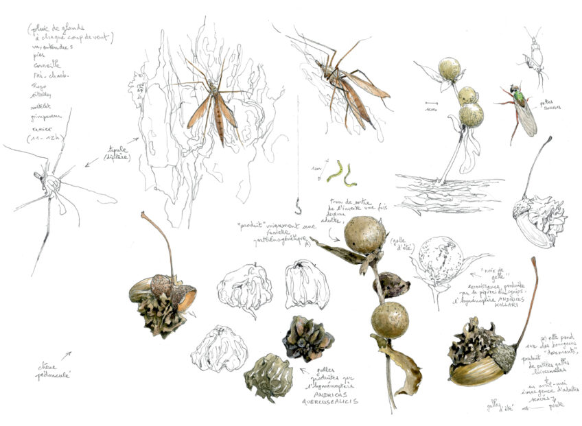 Chêne, une journée complète auprès de l'arbre en texte et en dessins