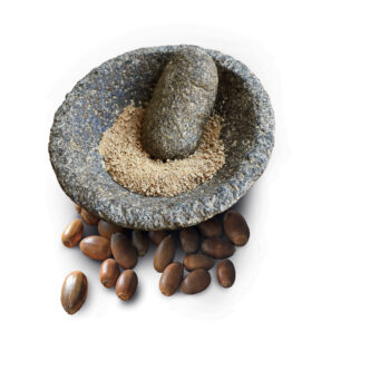 Aux racines de l'alliance entre le chêne et l'humain