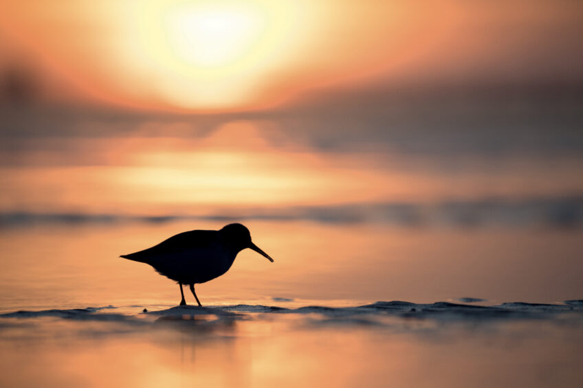 Bécasseau variable Manon Billard et Lucas Mugnier, photographes des oiseaux des plages