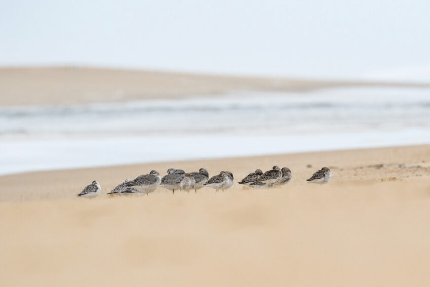 Bécasseaux variables, sanderling et maubèches Manon Billard et Lucas Mugnier, photographes des oiseaux des plages