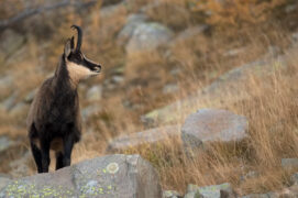 Chamois / © Nathan Horrenberger