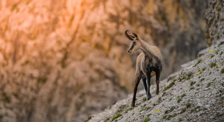 Chamois