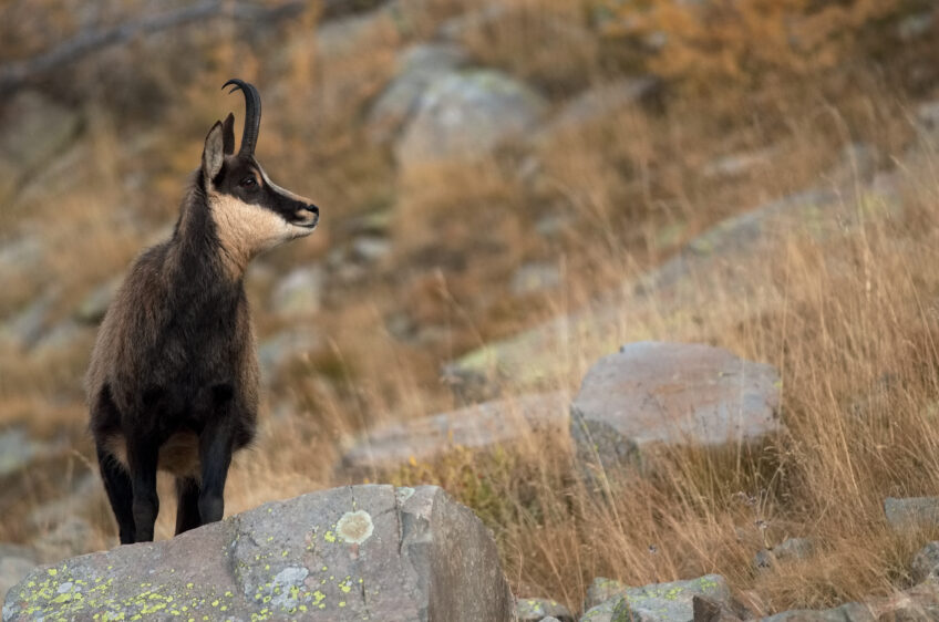 Mont Ventoux, balade nature entre pierres et loups