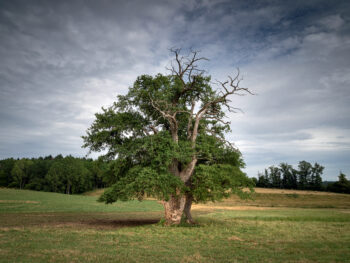 Chêne du Bel-Aspect  Chamboulive (Corrèze)
Point de repère au milieu du bocage, cet ancien raconte la vie d’un coin de campagne. Il a connu des siècles de taille pour le bois de feu. Mille fois ses feuilles ont été broutées par le bétail. Aujourd’hui, sa silhouette garde les traces d’une longue vie de cohabitation.