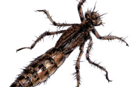 Larve de libellule / ©  Feldrik Rivat