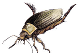 dytique / ©  Feldrik Rivat