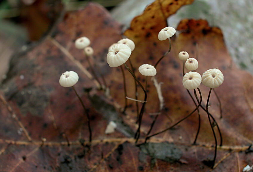 Marasme du chêne Champignon marasme du chêne