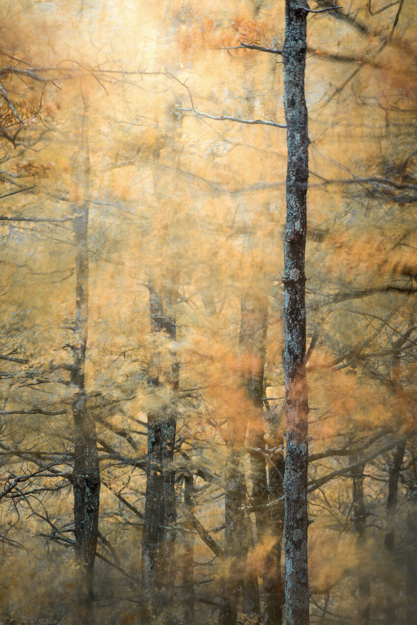 Esquisse
Le vent souffle, une occasion idéale pour tenter
quelques poses lentes en forêt et jouer avec les flous. Bastien Riu, rougir de plaisir avec ses photos automnales
