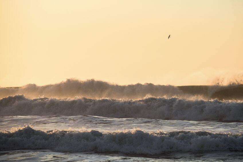 Goéland
Littoral landais, le 28 novembre 2020 à 18 h 09. Manon Billard et Lucas Mugnier, photographes des oiseaux des plages