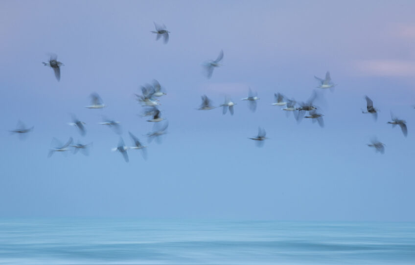 Goélands leucophées Manon Billard et Lucas Mugnier, photographes des oiseaux des plages