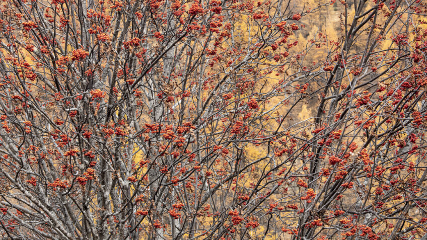 Bastien Riu, rougir de plaisir avec ses photos automnales