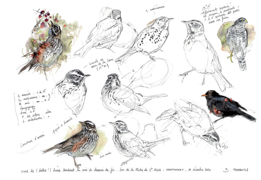 Grive, l'oiseau migrateur dessiné par Benoît Perrotin