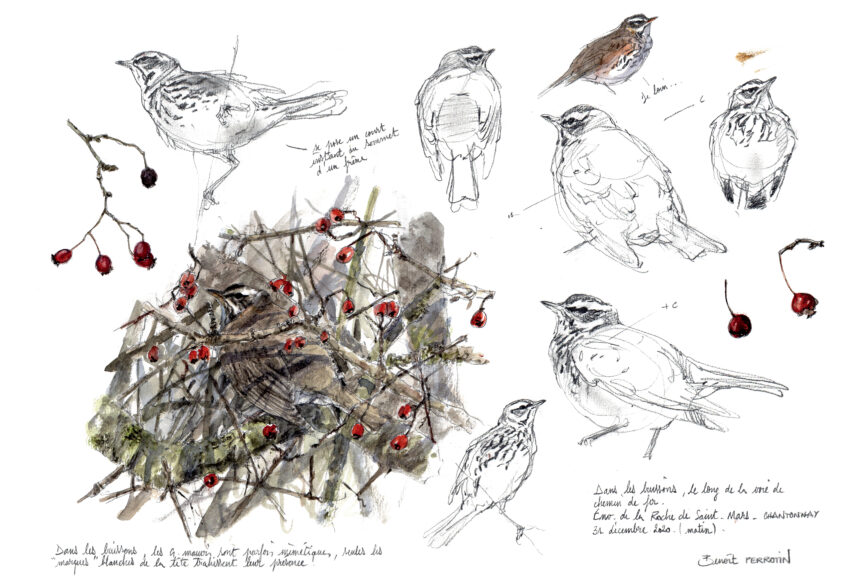 Grive, l'oiseau migrateur dessiné par Benoît Perrotin