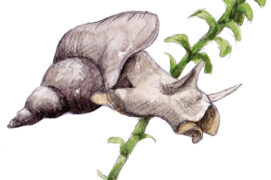 limnée / ©  Feldrik Rivat