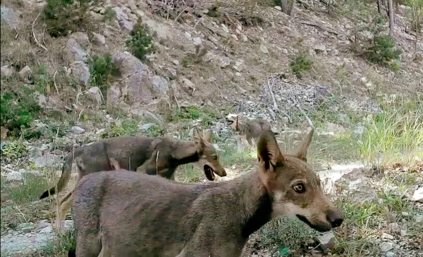 Mont Ventoux, balade nature entre pierres et loups