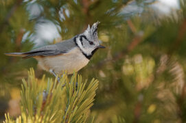 Mésange huppée / © Nathan Horrenberger