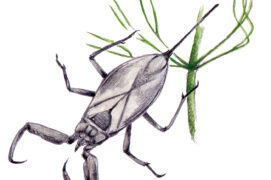 nepe / ©  Feldrik Rivat