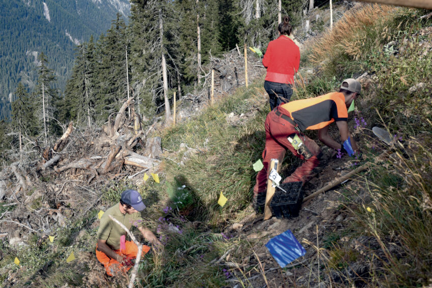 Plantation expérimentale installée en Suisse pour évaluer l’adaptabilité des différentes essences forestières face au dérèglement climatique.