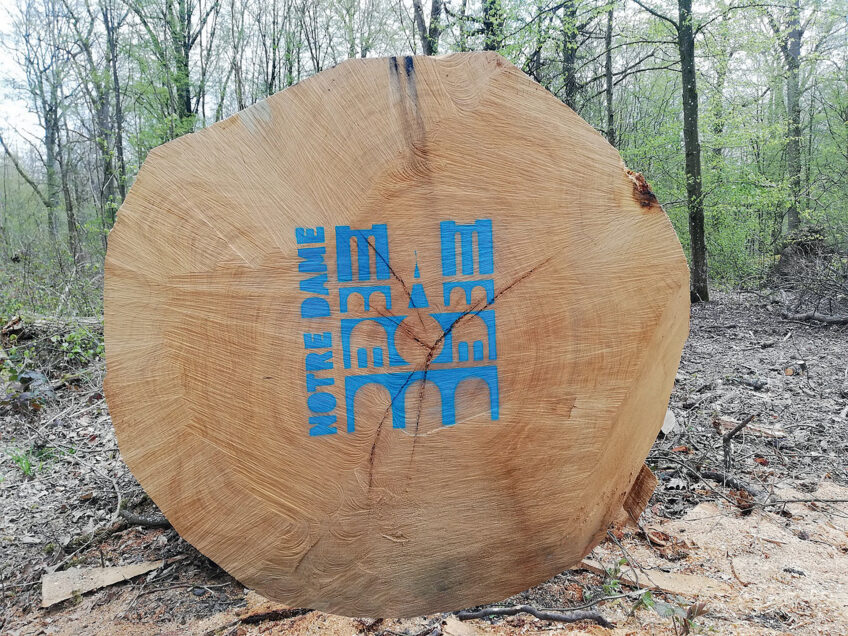 Plus de 1 000 chênes ont été choisis dans toute la France pour le chantier de reconstruction de la flèche de Notre-Dame (XIVe siècle), détruite dans l’incendie du 15 avril 2019.