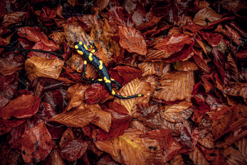 Rencontre
Salamandre tachetée au détour d’une balade humide
dans une très vieille forêt.
Bastien Riu, rougir de plaisir avec ses photos automnales