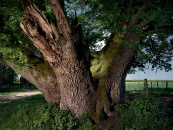 Chêne du domaine de la chapelle La Chapelle-Montlinard (Cher) Penché au-dessus du chemin de Compostelle, ce massif ancêtre nous questionne. Combien de pèlerins ont fait halte à l’ombre de son feuillage ? Et combien encore passeront sous ses branches avant que le temps n’ait raison de sa vitalité ? Chêne du domaine de la chapelle La Chapelle-Montlinard (Cher) Penché au-dessus du chemin de Compostelle, ce massif ancêtre nous questionne. Combien de pèlerins ont fait halte à l’ombre de son feuillage ? Et combien encore passeront sous ses branches avant que le temps n’ait raison de sa vitalité ?