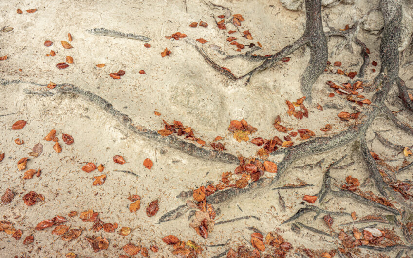 Tentaculaire
Système racinaire émergeant d’une terre sableuse
saupoudrée de quelques feuilles mortes. Bastien Riu, rougir de plaisir avec ses photos automnales