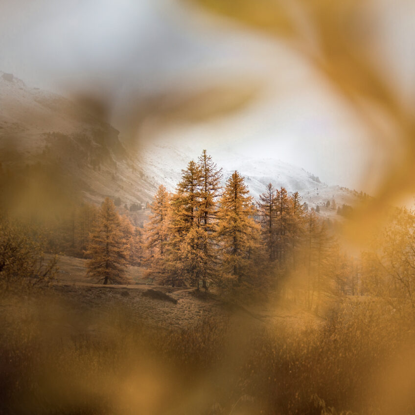 Transition
L’hiver est proche, le manteau blanc n’est qu’à
quelques dizaines de mètres. Mais l’automne résiste.
Bastien Riu, rougir de plaisir avec ses photos automnales
