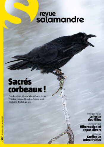 Couverture de La Salamandre n°267