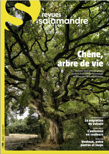 Chêne, arbre de vie Revue Salamandre 266